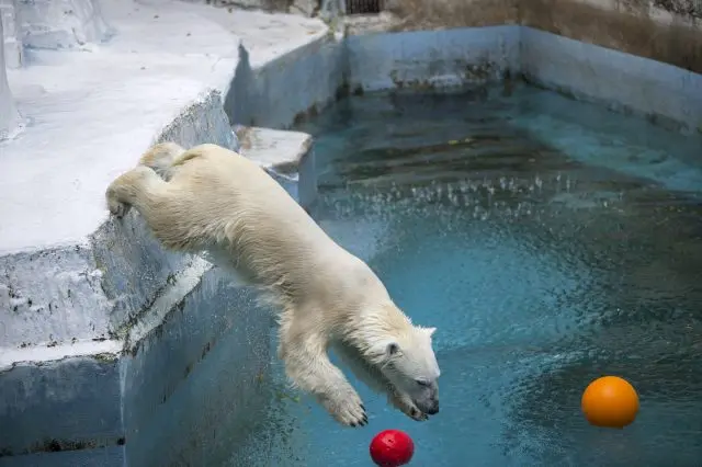 ボール遊びが大好きなホッキョクグマ