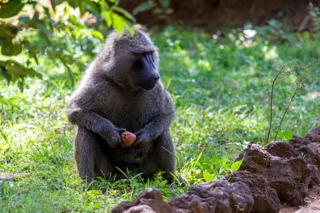 真っ黒な顔と顔の周囲に生える白い毛が特徴のドリル