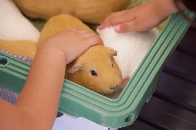 かわいいモルモットとも触れ合える