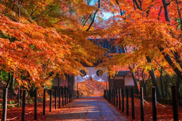 Picture-perfect snapshots of Japan await you in Kyoto during the fall.