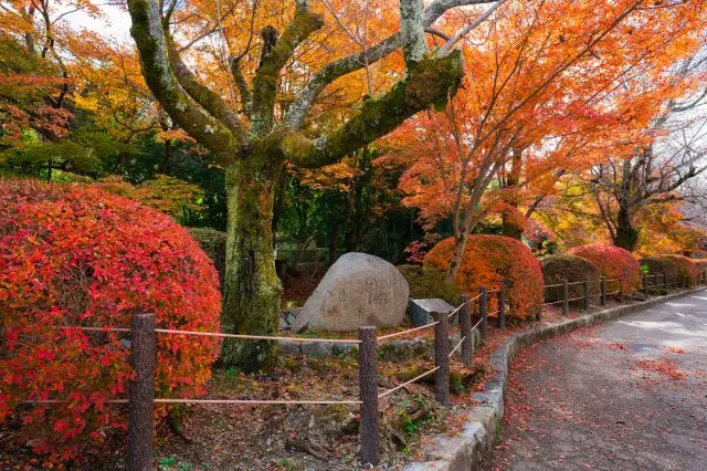 於1987年獲選為「日本道路百選」之一的哲學之道，春天和秋天皆美