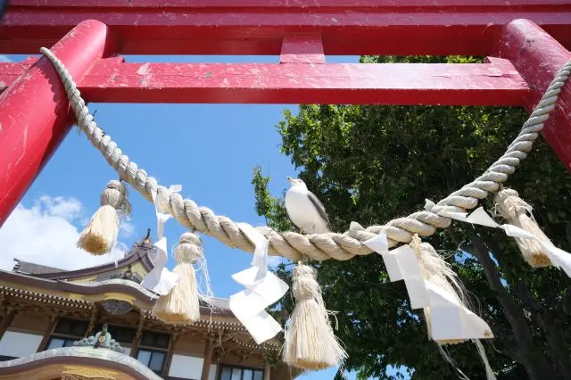 A great migration of some 30,000 to 40,000 Black-tailed gulls can be seen as they visit each year from the months of March to August.