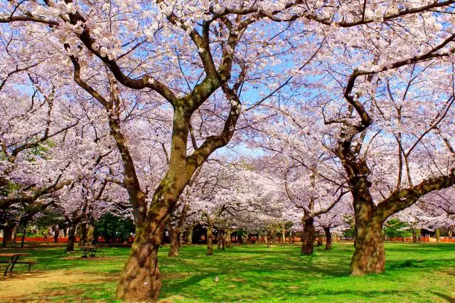 代代木公園是東京首屈一指的賞櫻花景點