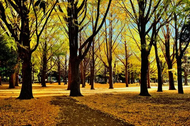 在園內長約300公尺的銀杏並木下散步～