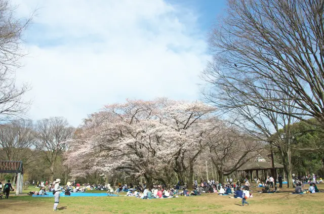春天可在園內的櫻花樹下邊賞花邊野餐