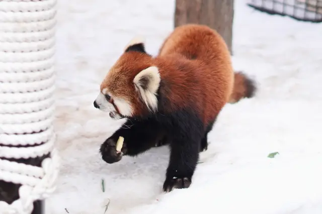 還可以看到小熊貓們嬉戲遊玩的模樣
