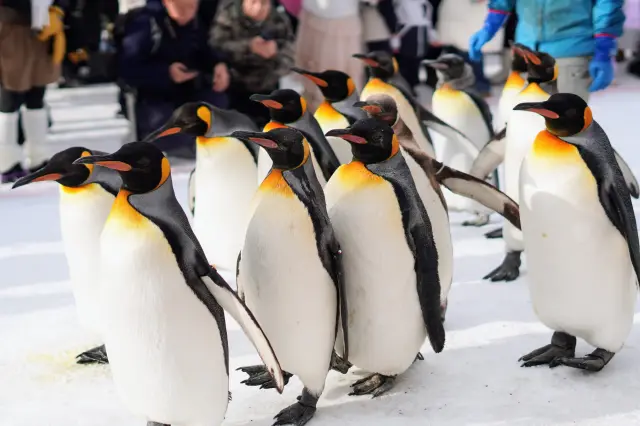 企鵝散步也不容錯過！