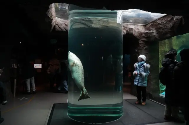 在圓柱形水槽中悠遊穿梭円的斑海豹