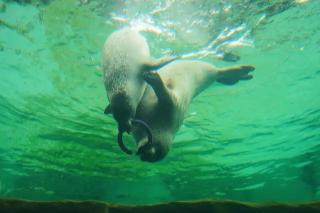 還可以看到海豹們與夥伴們嬉戲遊玩的模樣