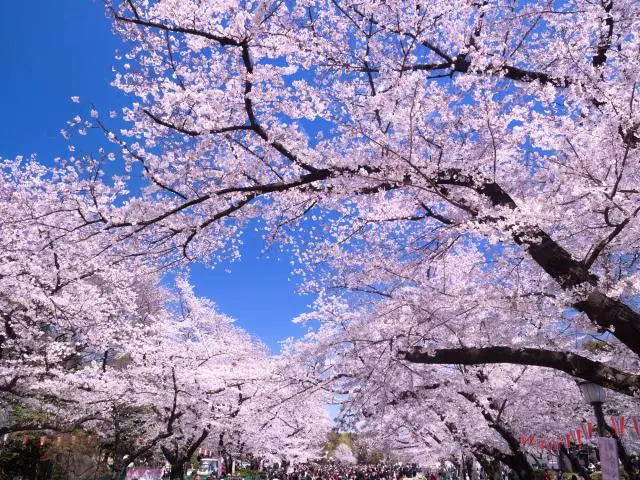 不妨體驗一下日本人的賞櫻方式，也到櫻花樹下去感受一下賞花的樂趣