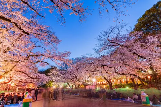 夜晚的櫻花在燈籠的映照下顯得格外美麗