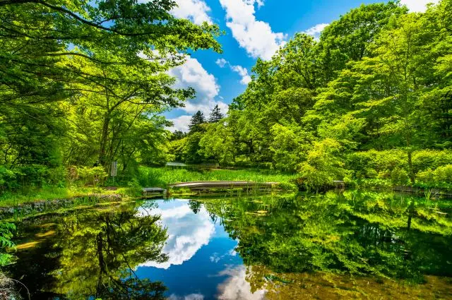 鮮やかな新緑が美しい「雲場池」