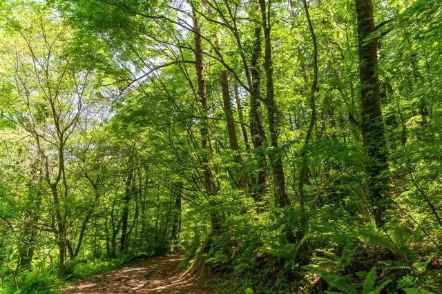 五色沼探勝路で豊かな自然を満喫するハイキングも楽しもう