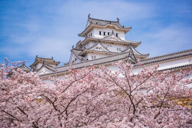 被櫻花簇擁的姬路城美不勝收