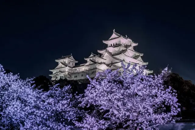 夜晚點燈後的夜櫻與姬路城相映成輝，呈現出與白天完全不同的夢幻氛圍