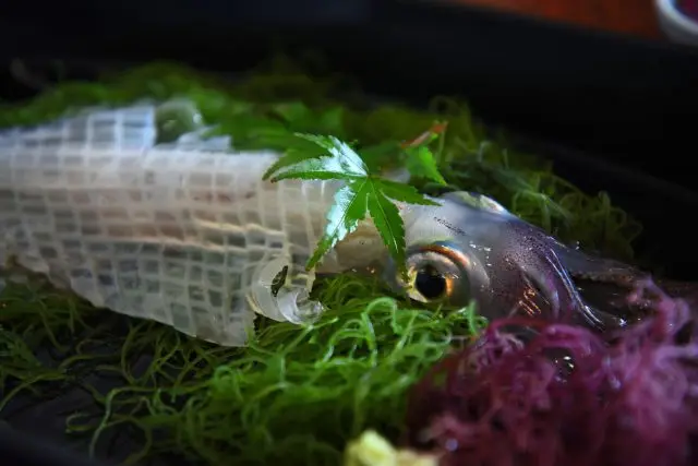 Squid Sashimi, easy to spot for its delicious, translucent bites.