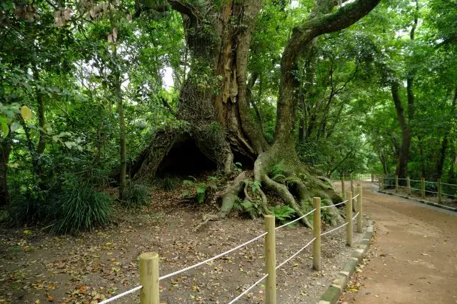 鹿児島の豊かな自然をハイキングで満喫しよう