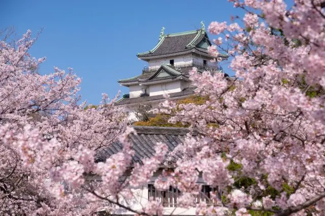 天守閣與櫻花相互輝映的景色充滿日本風情