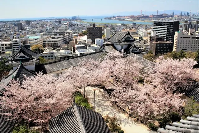 綻放在和歌山城境內的櫻花