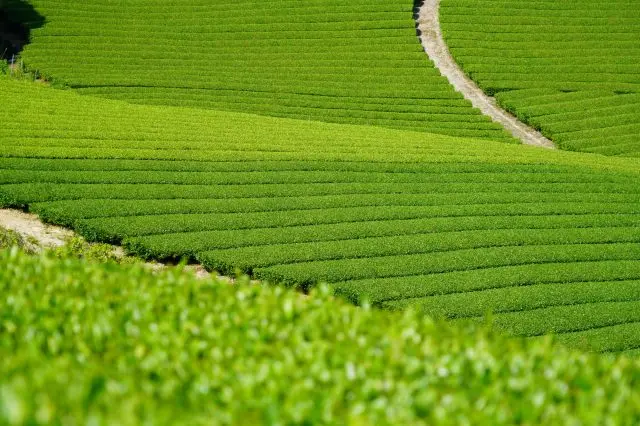 不僅要品嚐宇治茶，還要到茶園去看看