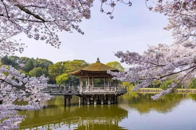 漂浮在鷺池上的「浮見堂」與櫻花相映成輝的景色令人心醉