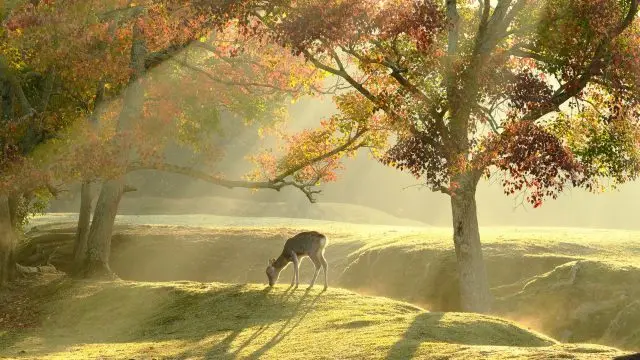 【奈良公園完整指南】必看重點&周邊景點一篇掌握！
