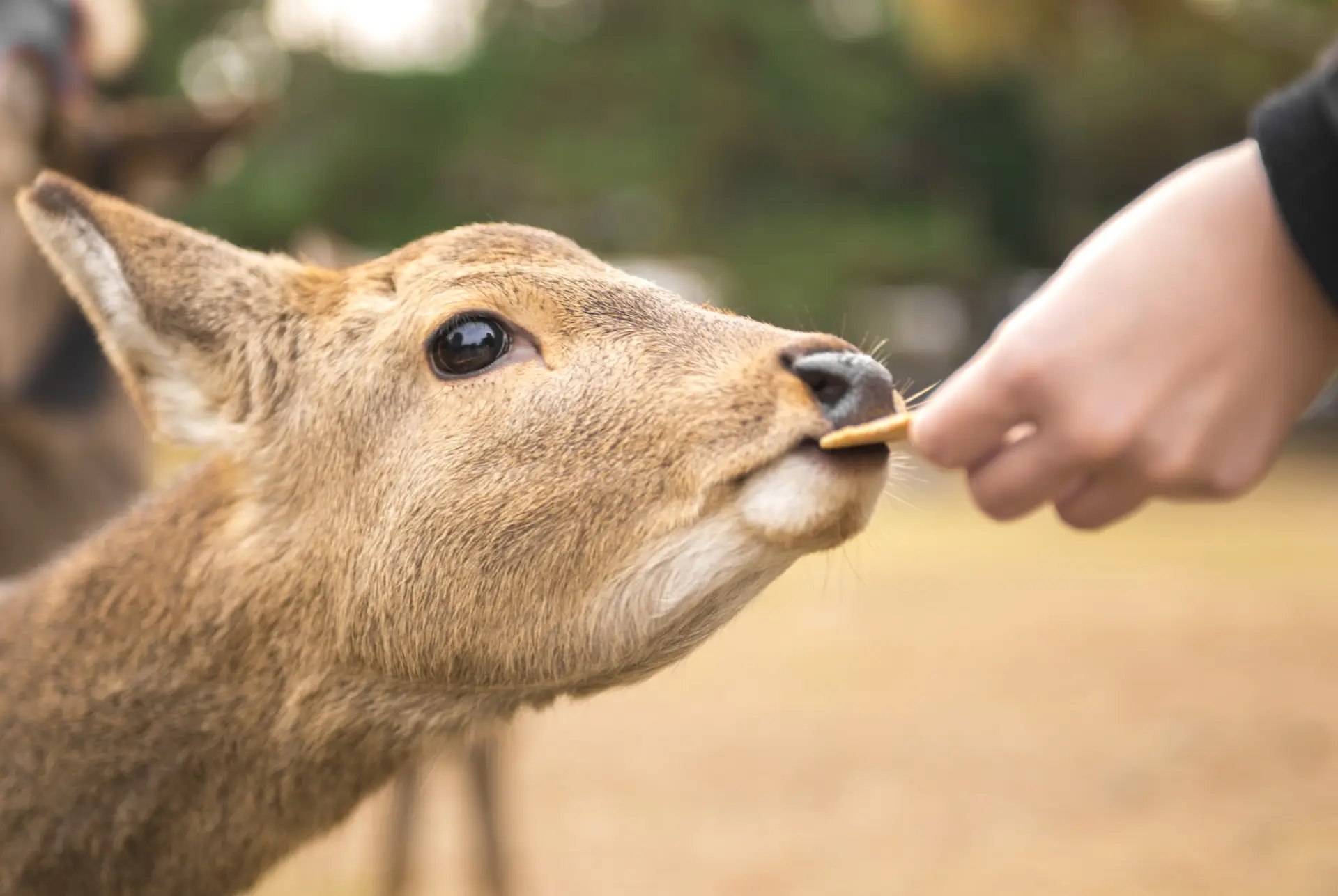 When feeding deer crackers, the key is to offer them quickly