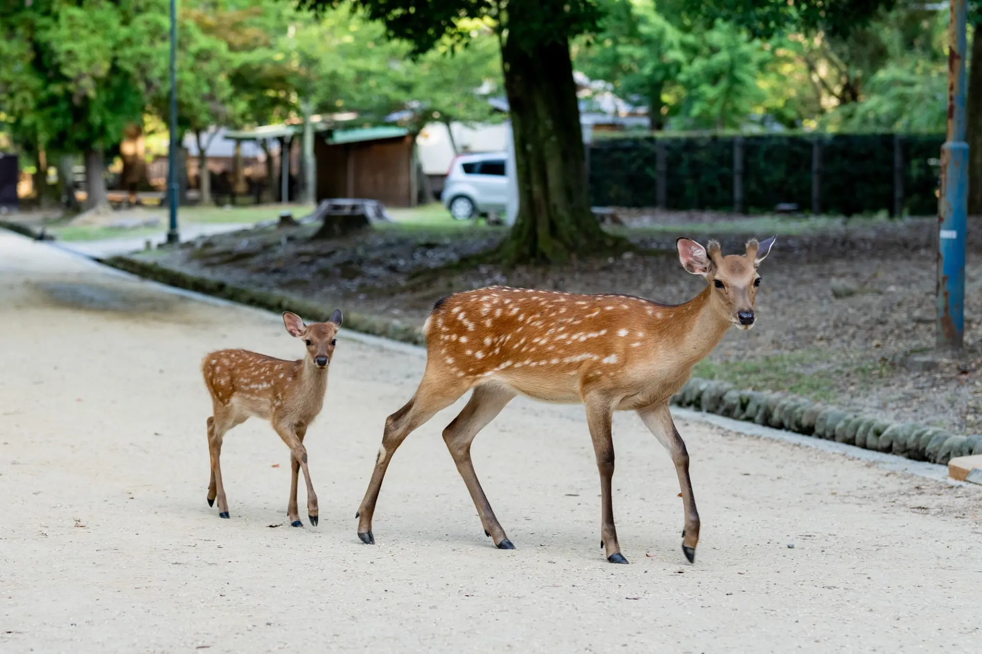 Please never harm the deer