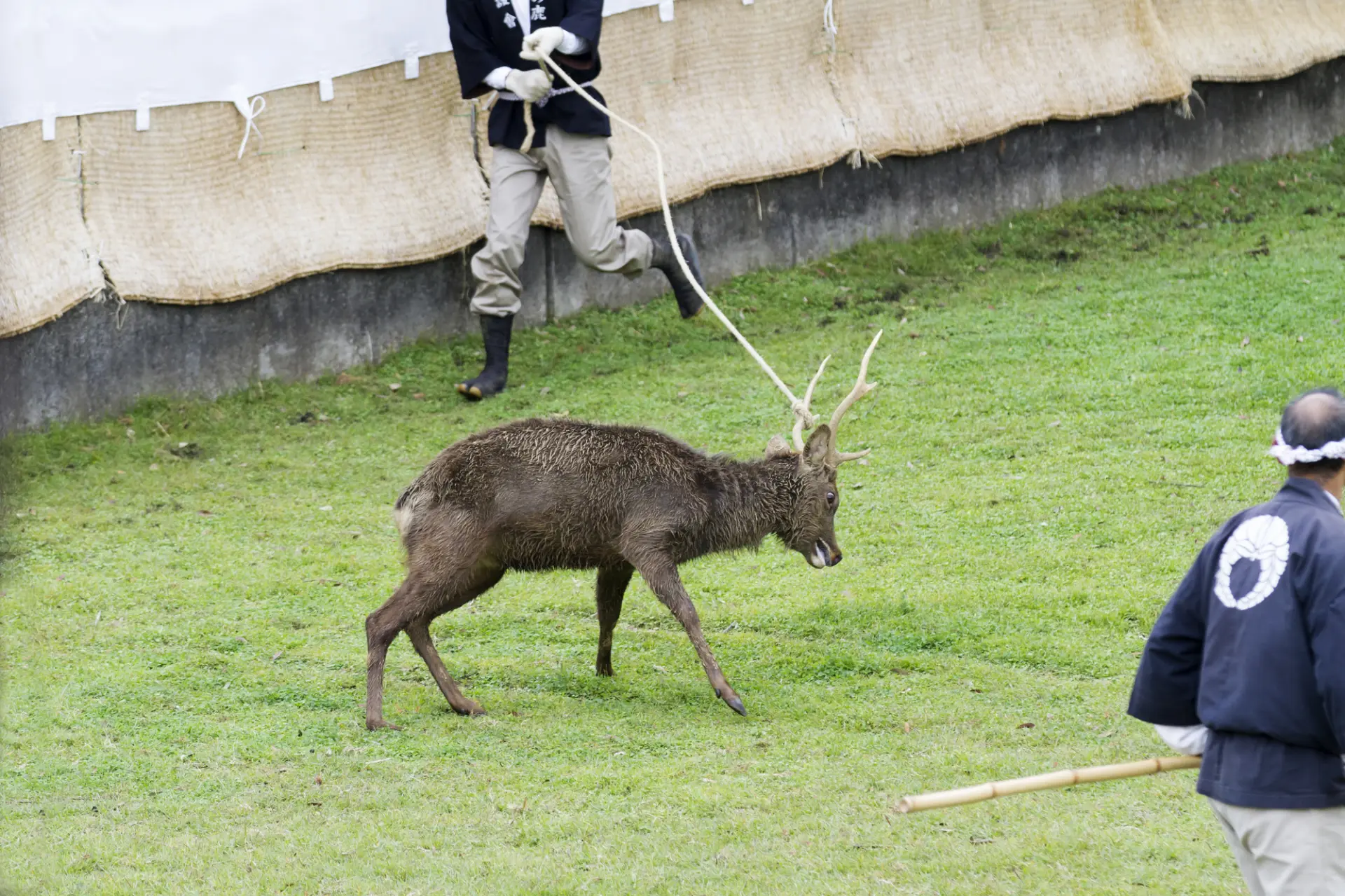 A traditional event that reflects Nara’s history and culture of living alongside deer