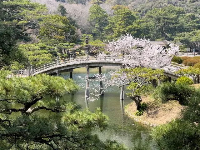 偃月橋と桜が共演する美しい景色