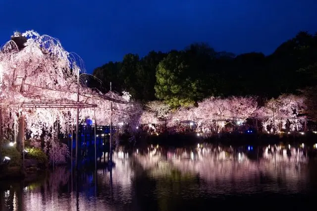 桜がライトアップされた幻想的な世界