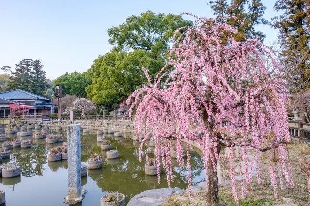 春季（1月下旬至3月上旬）的太宰府天滿宮境內處處都能欣賞到梅花美景