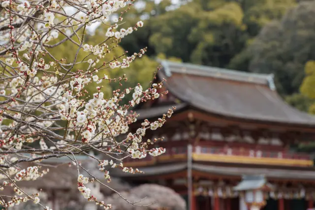 梅の花咲く太宰府天満宮