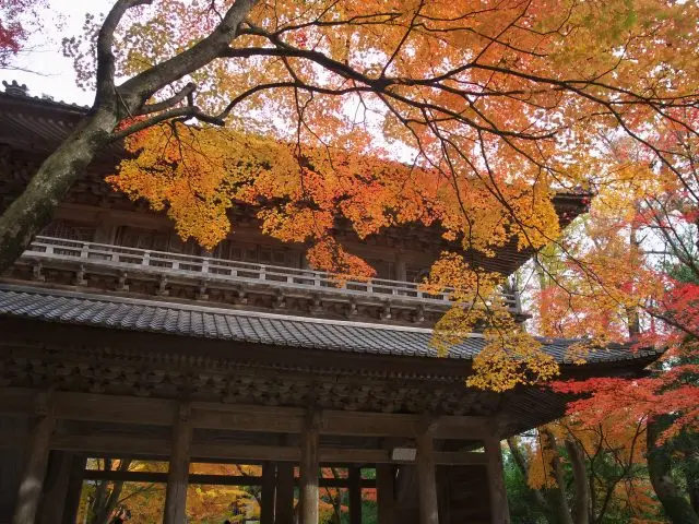 Peer up at the sky over the main gate for a view that’s filled with warm autumn colors. Special viewing becomes available each year in November.
