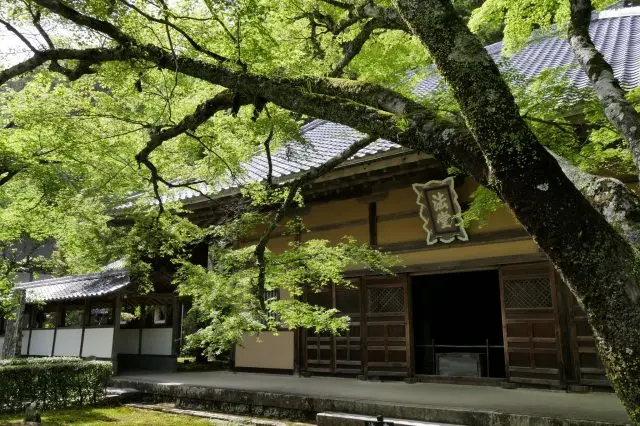 In early summer, you can also witness the vibrant green of the fresh maple leaves, exuding life and beauty.