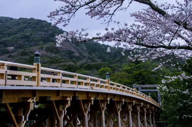 感受境内的建筑物与秀丽樱花交织而成的风情