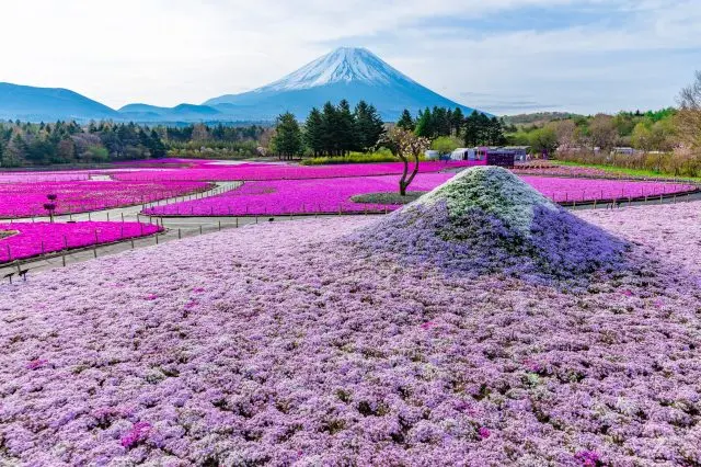 以举办「富士芝樱祭」而闻名，可以饱览富士山和时令鲜花的风景胜地