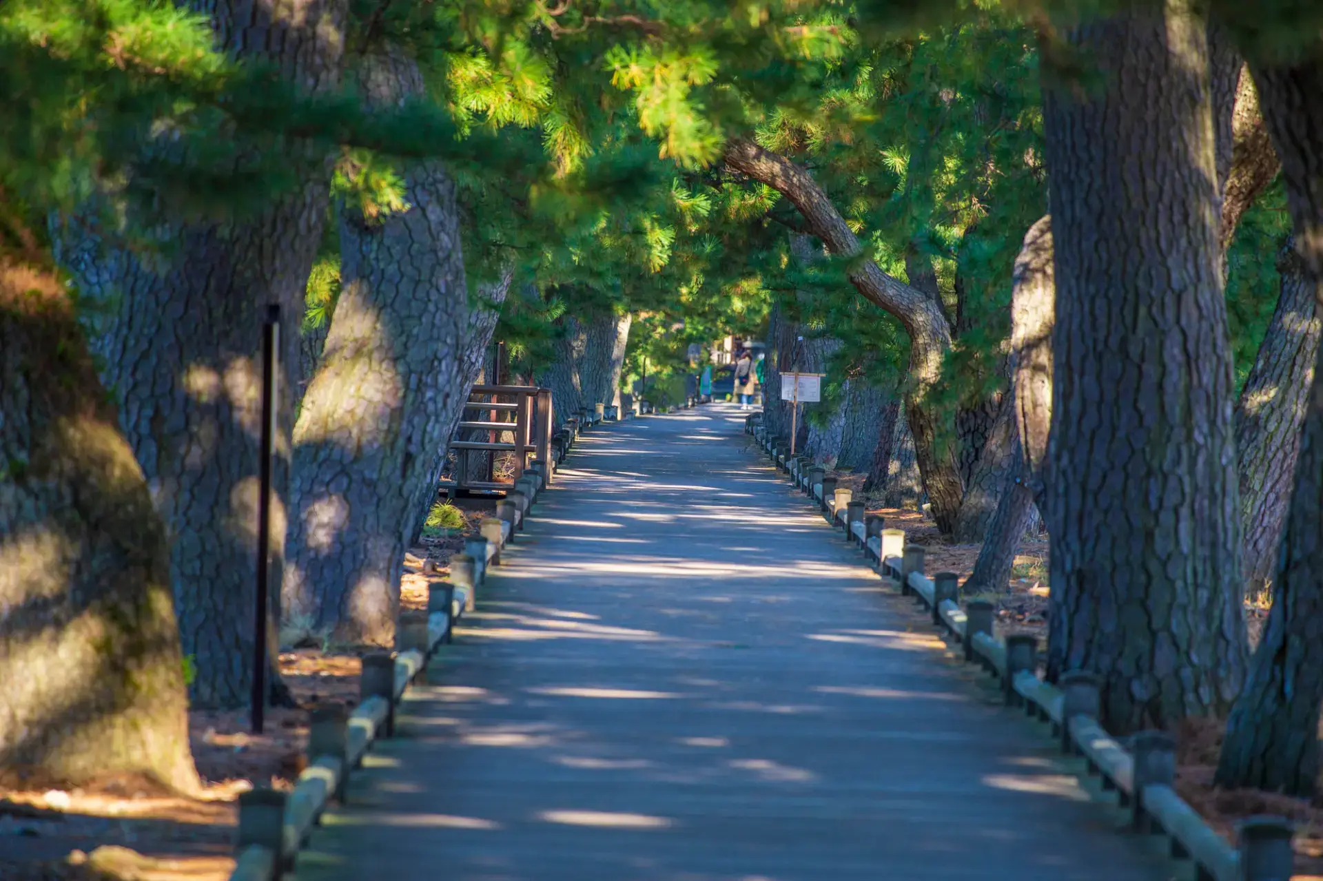 三保松原に降臨した神々が通る、樹齢200年超の松並木の道