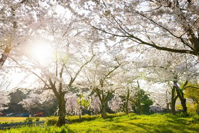 櫻花盛開的美景也不容錯過