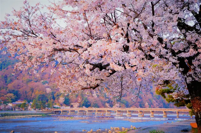 【渡月橋の観光ガイド】嵐山を代表する風光明媚な絶景スポット