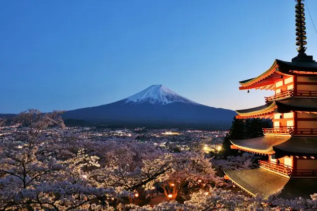 ライトアップされた幻想的な桜と五重塔