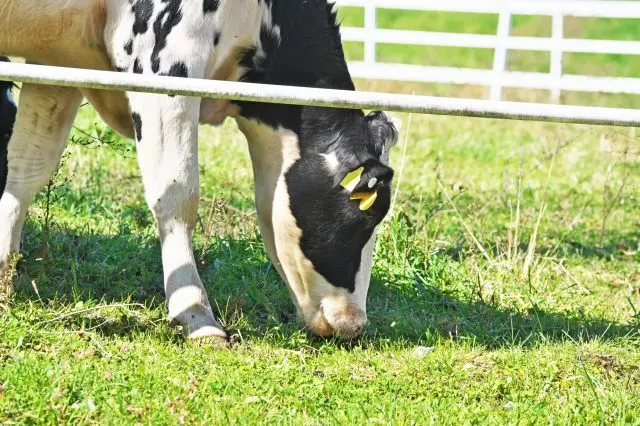 有许多可以与动物亲密互动的观光农场