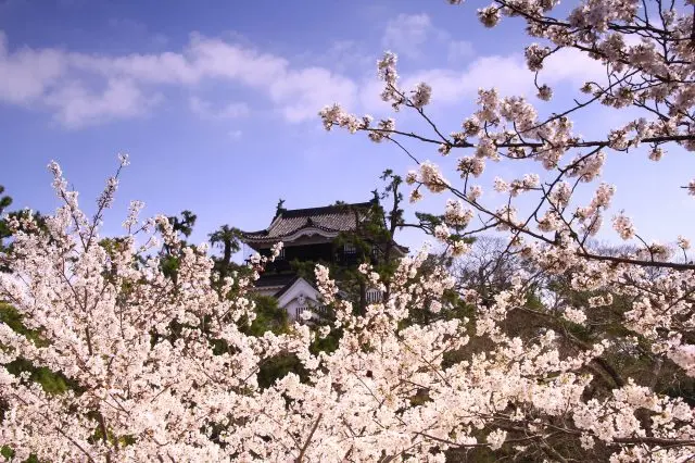 桜と名城のコラボレーションを満喫しよう