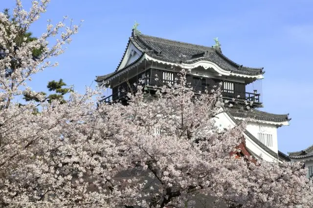 【岡崎城の観光ガイド】徳川家康ゆかりの名城と桜の絶景に出会う