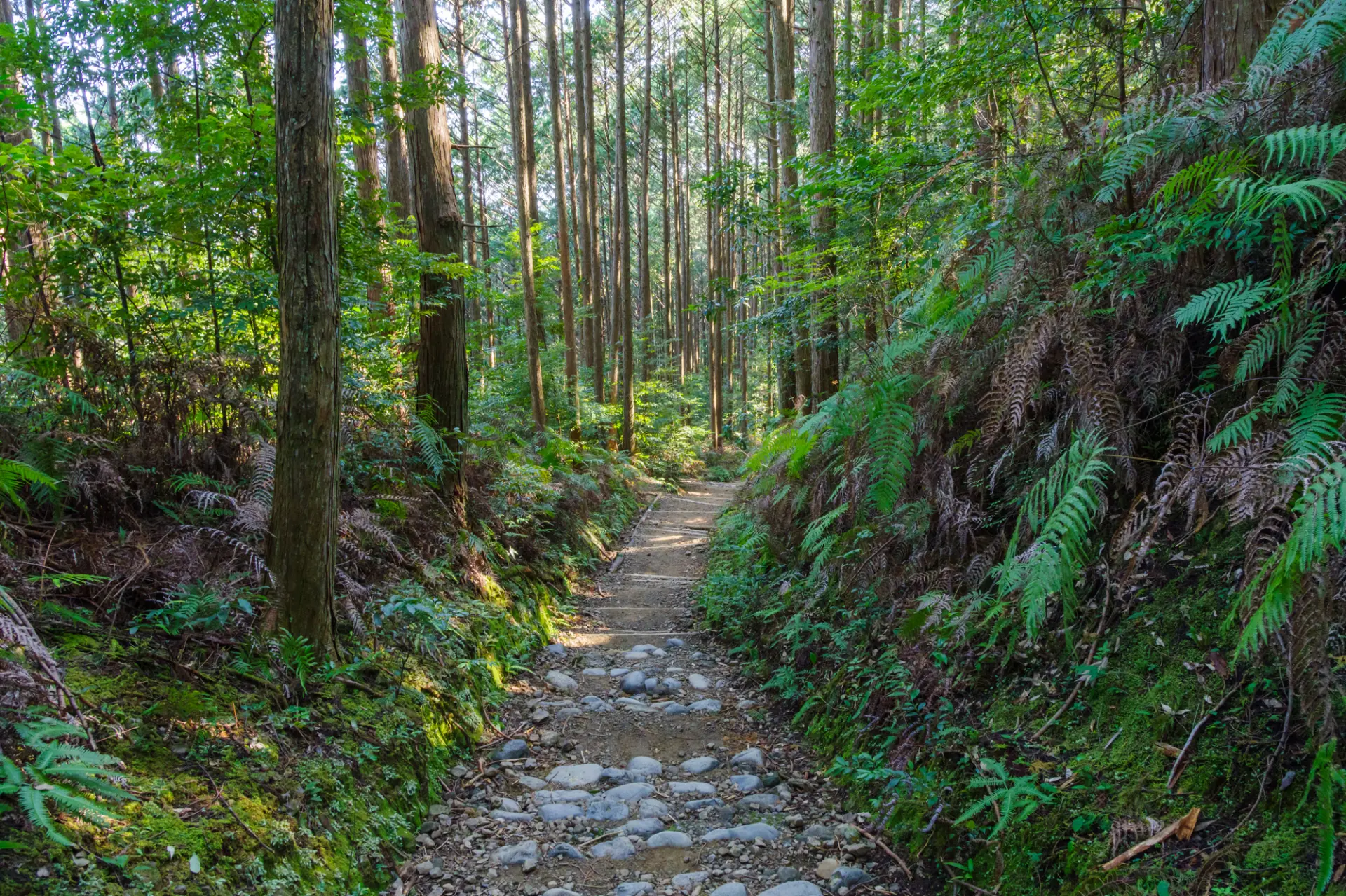 蕨類與杉林環繞的熊野古道（水呑王子～伏拜王子間）