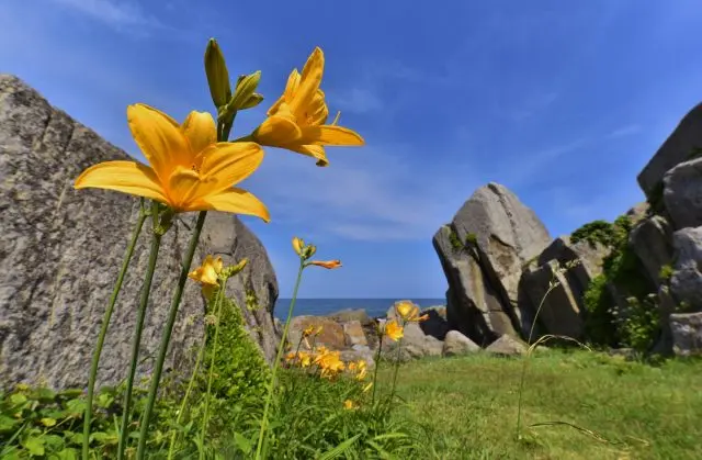 多種多様な植物を観察してみよう