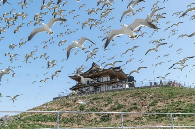 ウミネコが見どころのひとつとなっている蕪島エリア