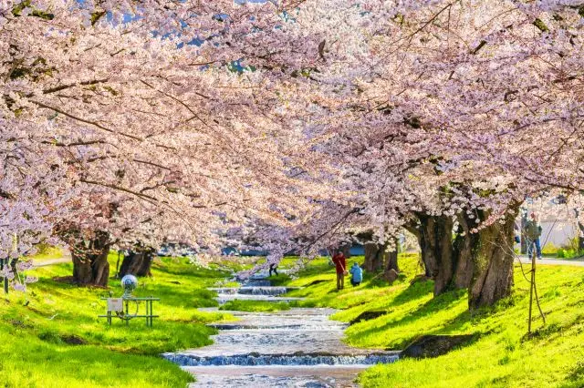 不妨一併欣賞觀音寺川的櫻花並木