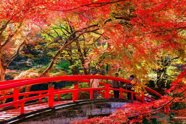 秋季造訪推薦巡遊周邊的楓紅景點