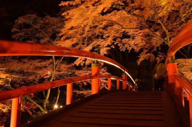 夜晚點燈後的紅橋與楓葉充滿夢幻